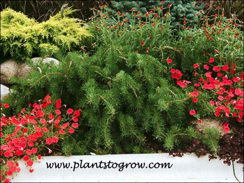 Uncle Foggy growing on a small wall surrounded with annuals.